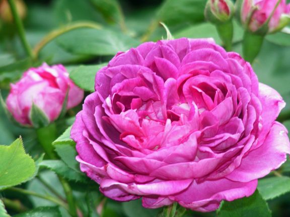 Reine des Violettes photo 2013_06080080_zpsa753cc52.jpg